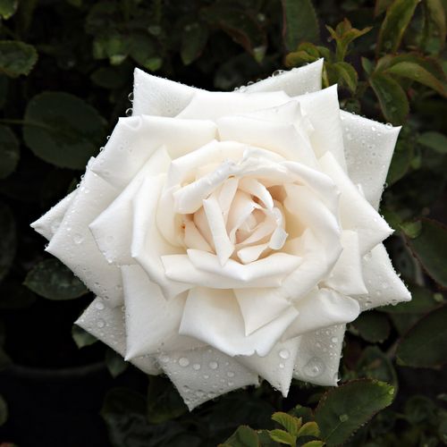 Vendita, rose rose ibridi perenni - bianco - Rosa Frau Karl Druschki - rosa non profumata - Peter Lambert - Può crescere su terreni poveri. Adatto per fiori recisi.